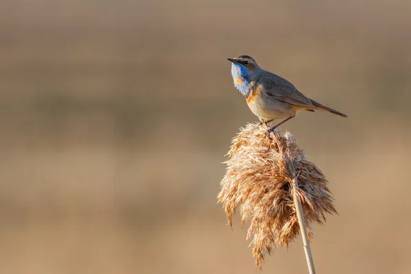 Grasmus Blauwborst zittend op het riet — Stockfoto