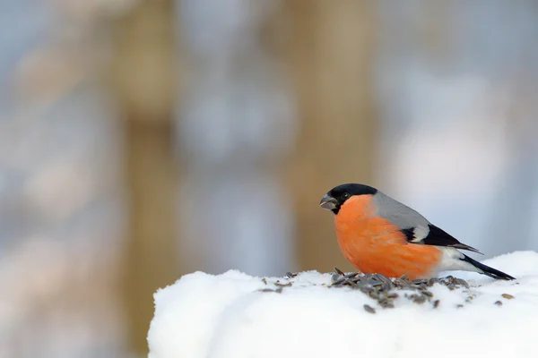 Bullfinch on the snow in winter — Stock Photo, Image