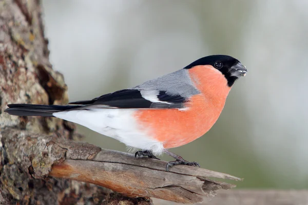 Bullfinch na árvore no inverno — Fotografia de Stock