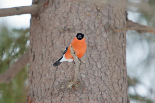 Bullfinch na árvore no inverno — Fotografia de Stock