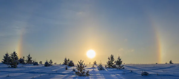 Winter sun halo in forest on field