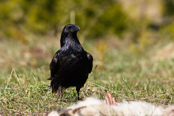 Corvo comendo sua presa - cabra — Fotografia de Stock