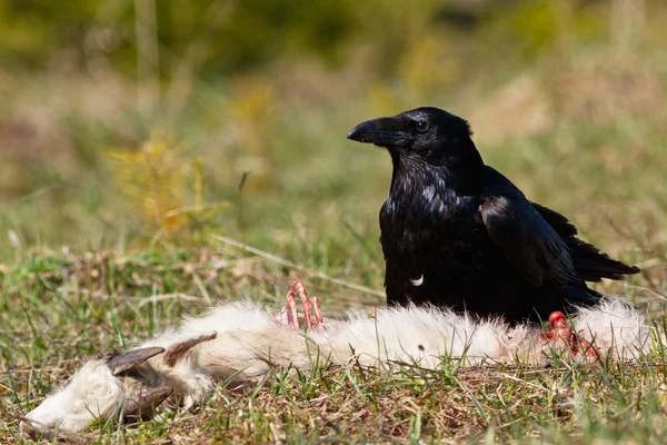 Cuervo comiendo su presa - cabra — Foto de Stock