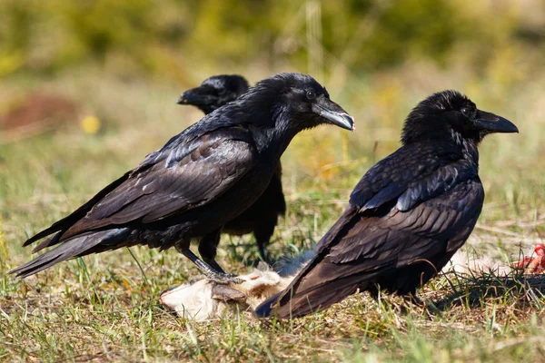 Ravens comiendo su presa - cabra — Foto de Stock