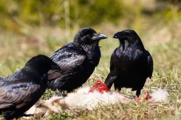 Ravens comiendo su presa - cabra — Foto de Stock