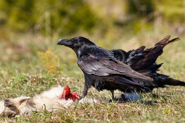 Ravens comiendo su presa - cabra — Foto de Stock