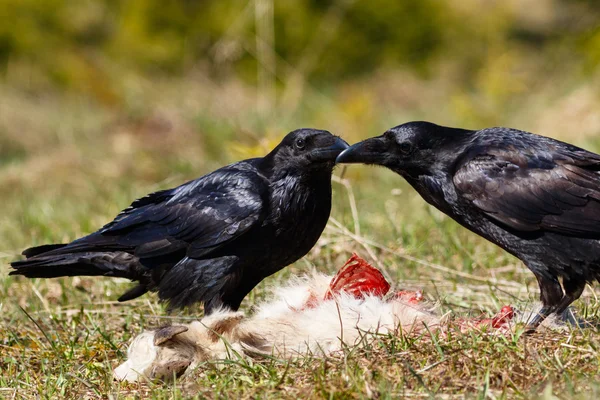 Ravens comendo suas presas - caprinos — Fotografia de Stock