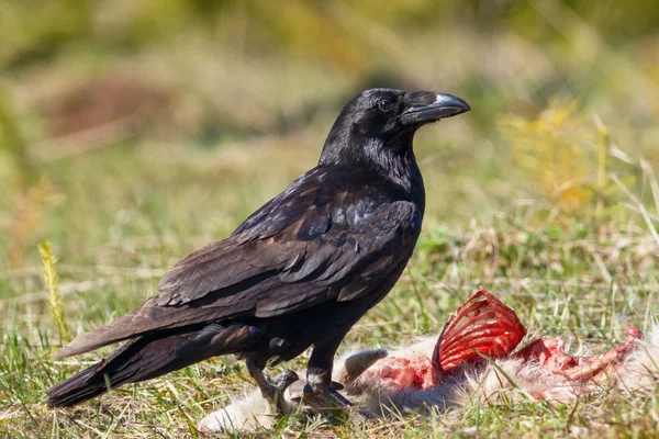 Cuervo comiendo su presa — Foto de Stock