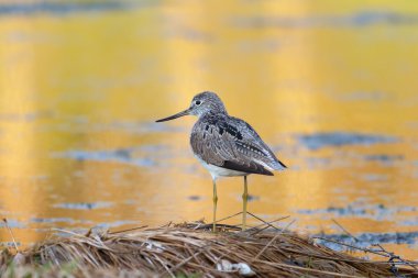 Greenshank gölet kenarında oturur