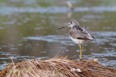 Greenshank gölet kenarında oturur