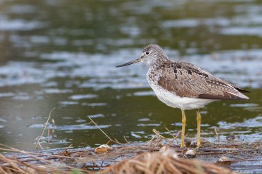 Greenshank gölet kenarında oturur