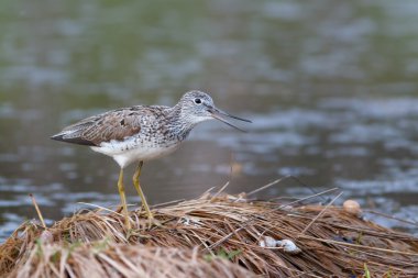 Greenshank gölet kenarında oturur