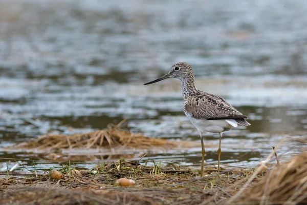 Greenshank gölet kenarında oturur