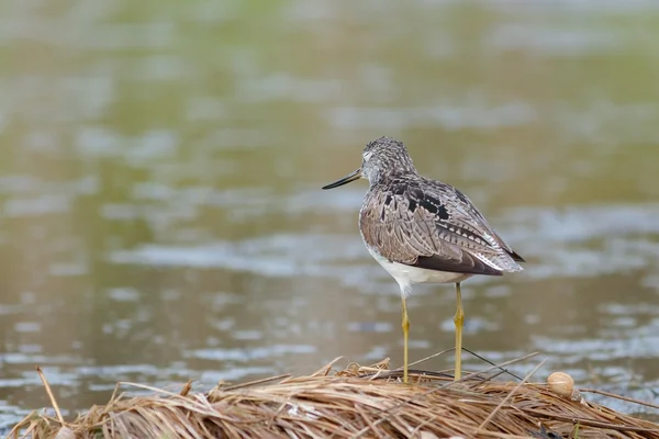 Greenshank siedzi na skraju stawu — Zdjęcie stockowe