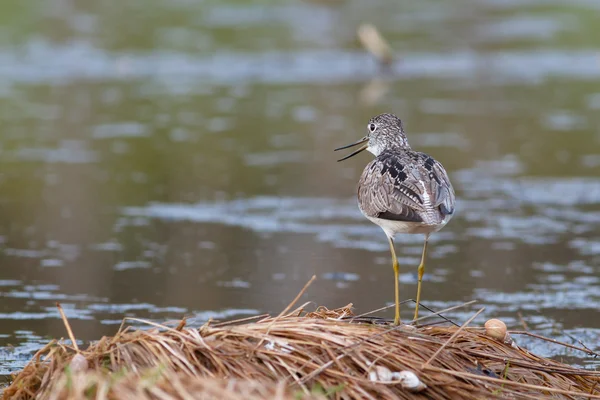 Greenshank gölet kenarında oturur