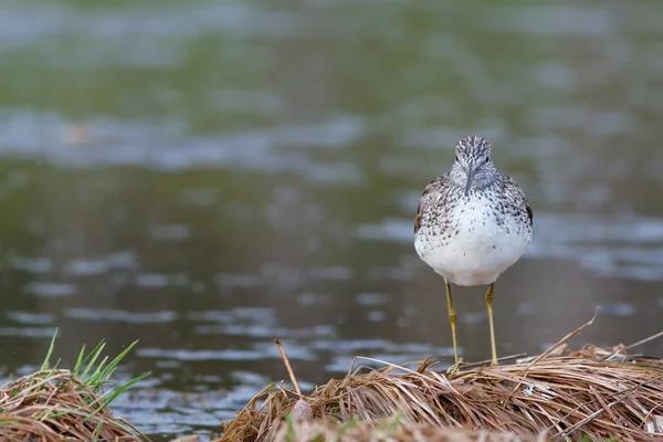 Greenshank gölet kenarında oturur