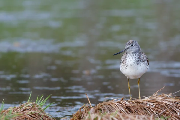 Greenshank gölet kenarında oturur