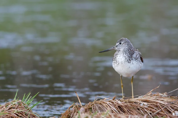 Greenshank gölet kenarında oturur