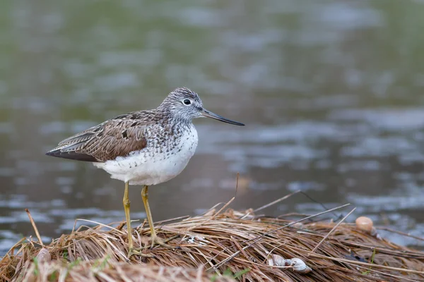 Greenshank gölet kenarında oturur