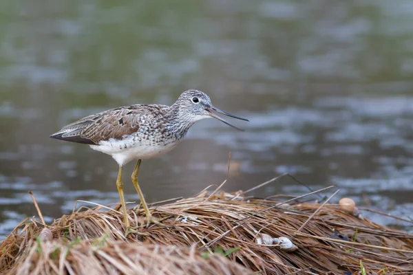 Greenshank gölet kenarında oturur