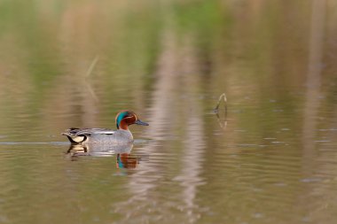Göl kenarında güzel deniz mavisi ördek Yüzme