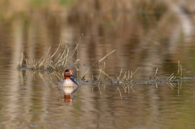 Göl kenarında güzel deniz mavisi ördek Yüzme