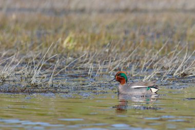 Göl kenarında güzel deniz mavisi ördek Yüzme
