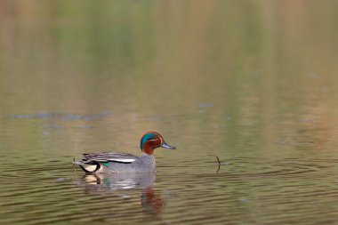 Göl kenarında güzel deniz mavisi ördek Yüzme