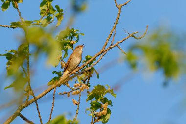 Ardıç kuşu bülbül şarkı söylüyor