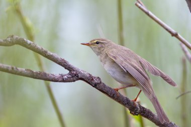 Willow ötleğen oturma