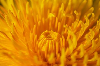 Sarı kara hindiba çiçek