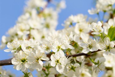 Çiçek açan ağaç karaçalı