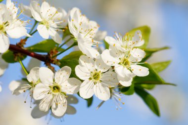 Çiçek açan ağaç karaçalı