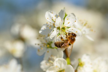 beyaz çiçek arıya