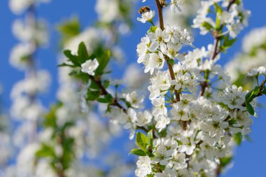 Beyaz çiçeklerle çiçek açan ağaç.