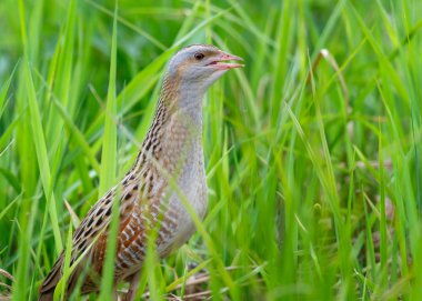 Yeşil çim oturan türlerden 
