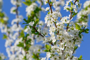 Beyaz çiçeklerle çiçek açan ağaç.