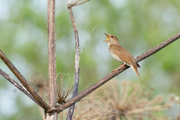 Noordse nachtegaal zingt — Stockfoto