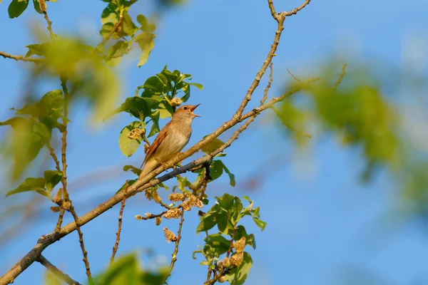 Thrush Nightingale sings — Stock Photo, Image