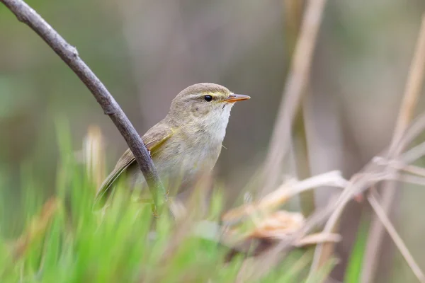 Lövsångare sittande — Stockfoto