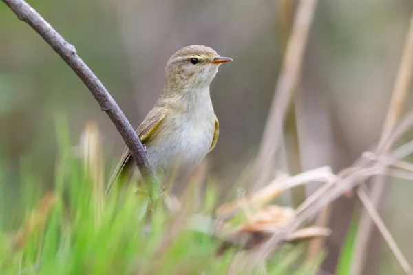 Lövsångare sittande — Stockfoto