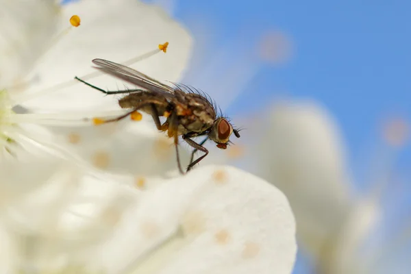 Die Fliege auf einer weißen Blume — Stockfoto