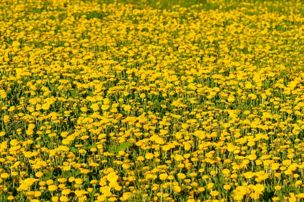 노란 민들레 밭 — 스톡 사진