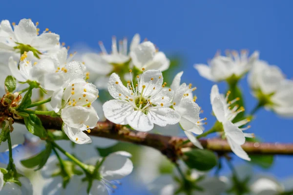 Blühende Baumschlehe — Stockfoto