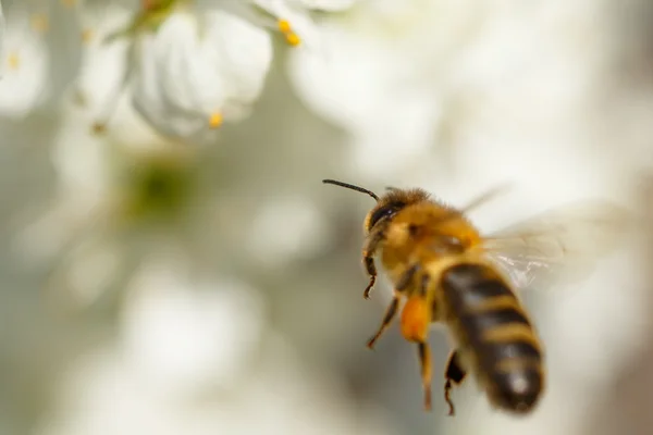 Biene auf weißer Blume — Stockfoto