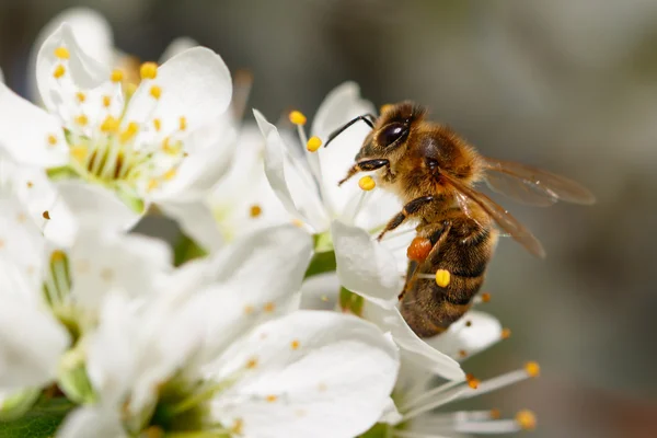 Biene auf weißer Blume — Stockfoto