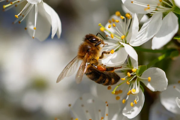 Biene auf weißer Blume — Stockfoto