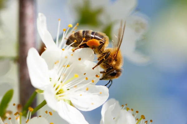 Biene auf weißer Blume — Stockfoto