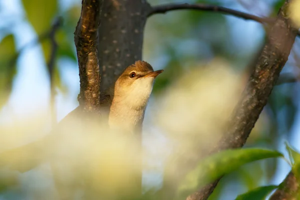 Chiffchaff sentado nos ramos — Fotografia de Stock