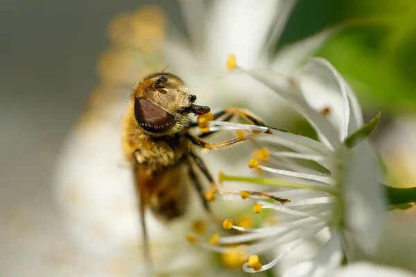 La mouche est assise sur une fleur blanche — Photo